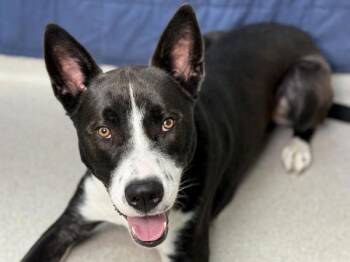 Orion -  Pit Bull Terrier and Siberian Husky Dog for Adoption in Portland, Oregon - Orion | PetCurious