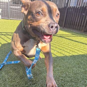 Tucker -  Pit Bull Terrier Dog for Adoption in Charlottesville, Virginia - Tucker | PetCurious