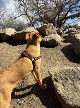 Labrador Retriever and Chihuahua Dogs Available for Adoption - Gucci | PetCurious