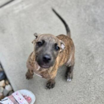 Tyson -  Mixed Breed Dog for Adoption in Cleveland, Texas - Tyson | PetCurious