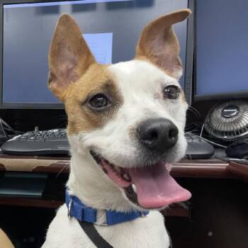 Rescue Terrier Dogs for Adoption in Wimberley, Texas - Lucky | PetCurious