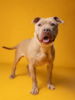 Nash -  Pit Bull Terrier and Mixed Breed Dog for Adoption in Atlanta, Georgia - Nash | PetCurious