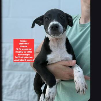 Keeper -  Staffordshire Bull Terrier Dog for Adoption in Oviedo, Florida - Keeper | PetCurious