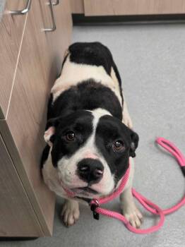 Ember -  Pit Bull Terrier and Mixed Breed Dog for Adoption in Chillicothe, Ohio - Ember | PetCurious