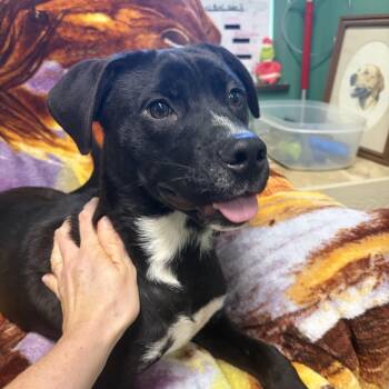 Taco -  Mixed Breed Dog for Adoption in Seneca, Pennsylvania - Taco | PetCurious