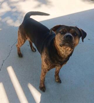 Rottweiler Dogs Available for Adoption in Seymour, Indiana - LUCAS | PetCurious