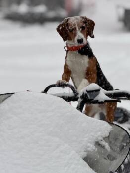 Bella **COURTESY LISTING** -  Beagle Dog Available for Adoption in Peru, New York - Bella **COURTESY LISTING** | PetCurious