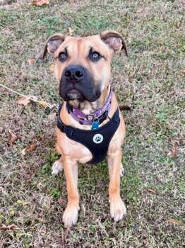 Rescue American Bulldog Dogs for Adoption in Youngsville, North Carolina - Scout | PetCurious