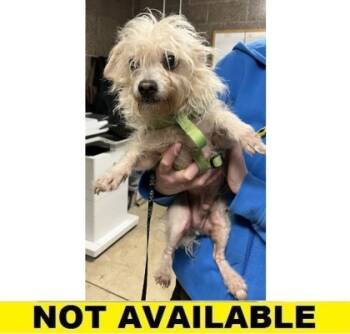 Rescue Mixed Breed Dogs for Adoption in Eugene, Oregon - Rider | PetCurious