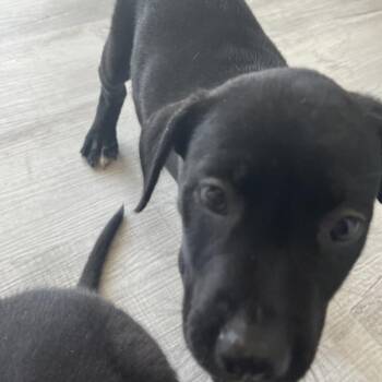 River -  Labrador Retriever and Mixed Breed Dog for Adoption in Richmond Hill, Georgia - River | PetCurious
