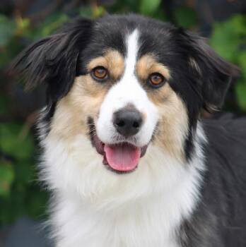 German Shepherd Dog Dogs Available for Adoption in Los Angeles, California - Stacy Von Schwaan | PetCurious