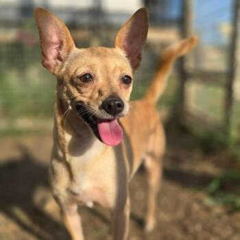 Ripley -  Chihuahua Dog for Adoption in Justin, Texas - Ripley | PetCurious