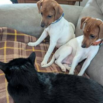 Skipper -  Mixed Breed and Rat Terrier Dog for Adoption in West Olive, Michigan - Skipper | PetCurious