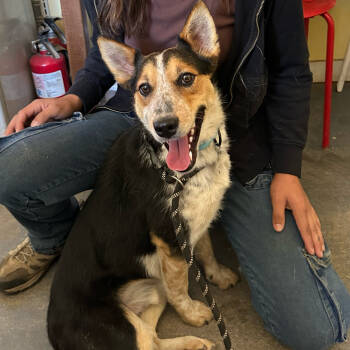 Rescue Australian Cattle Dog Blue Heeler and Mixed Breed Dogs for Adoption in Richmond, California - FRIJOLE | PetCurious