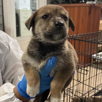 Shepherd Dogs Available for Adoption in Edinburg, Texas - Lucky Sue | PetCurious