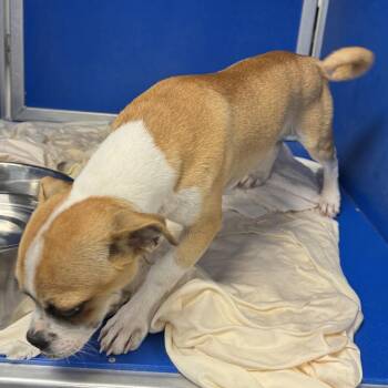 Buster -  Mixed Breed Dog for Adoption in Las Cruces, New Mexico - Buster | PetCurious