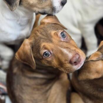 Bee -  Mixed Breed Dog for Adoption in Sarasota, Florida - Bee | PetCurious