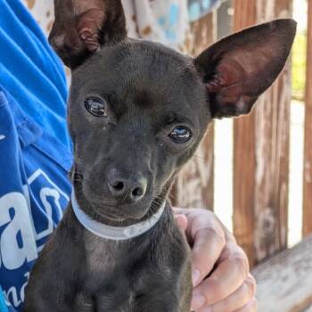 Miniature Pinscher and Chihuahua Dogs Available for Adoption in Long Beach, California - Pepsi | PetCurious