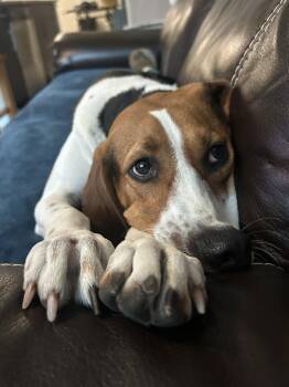 Tilly Mae -  Treeing Walker Coonhound and Hound Dog for Adoption in Charleston, South Carolina - Tilly Mae | PetCurious