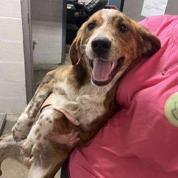 Grad -  Terrier Dog for Adoption in Clanton, Alabama - Grad | PetCurious