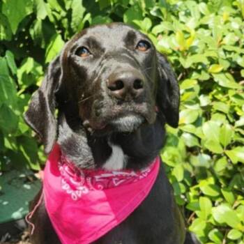Rescue Coonhound and Black Labrador Retriever Dogs for Adoption in Austin, Texas - Bonnie JuM | PetCurious