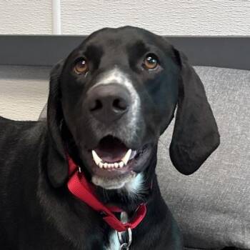 Teddy -  Mixed Breed Dog for Adoption in Lansing, Michigan - Teddy | PetCurious