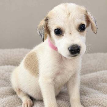 JuneBug D12331 -  Labrador Retriever and Border Collie Dog for Adoption - JuneBug D12331 | PetCurious