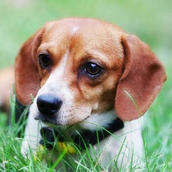 Pinecone -  Beagle Dog for Adoption in Meherrin, Virginia - Pinecone | PetCurious