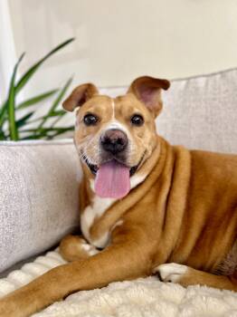 Rescue Terrier and Chihuahua Dogs for Adoption in San Diego, California - Poppi | PetCurious