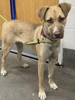 Rescue Terrier and Siberian Husky Dogs for Adoption - HARMONY | PetCurious