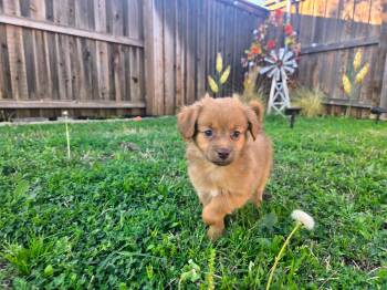 Chihuahua Dogs Available for Adoption - Yogi | PetCurious
