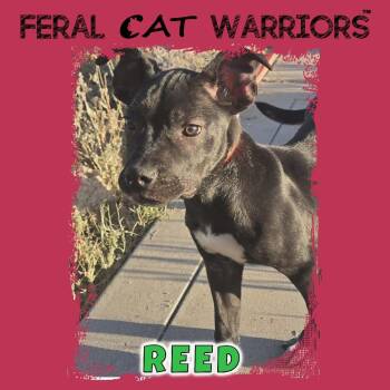 Reed -  Black Mouth Cur and Australian Cattle Dog Blue Heeler Dog for Adoption in Squamish, British Columbia - Reed | PetCurious