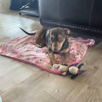 Perfect Chiclet -  Chiweenie and Dachshund Dog for Adoption in Burlington, North Carolina - Perfect Chiclet | PetCurious