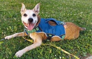 Dobby -  Feist and Boxer Dog for Adoption in Oak Creek, Wisconsin - Dobby | PetCurious