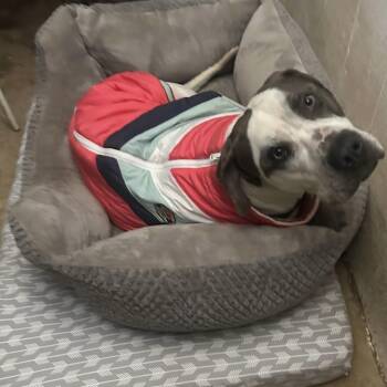 American Bulldog Dogs Available for Adoption - WYATT  | PetCurious