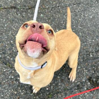 Mixed Breed Dogs Available for Adoption in Spokane, Washington - Fawn | PetCurious