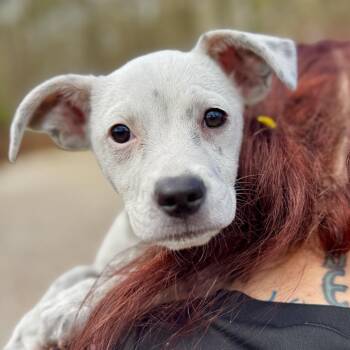 Mixed Breed Dogs Available for Adoption in Decatur, Georgia - Mary Jo Shively | PetCurious