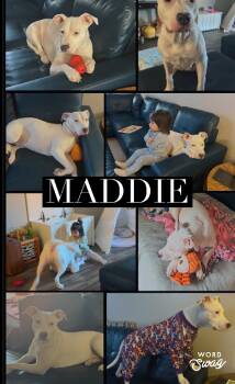 Pit Bull Terrier Dogs Available for Adoption in New Braunfels, Texas - Maddie Is Deaf Deserves Love  | PetCurious