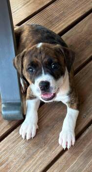 Mystical -  Pit Bull Terrier Dog for Adoption in Newport, Kentucky - Mystical | PetCurious