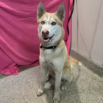 Rusty* -  Husky Dog for Adoption in San Gabriel, California - Rusty* | PetCurious