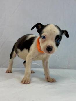 Tender Heart Bear -  Pit Bull Terrier and Husky Dog for Adoption in Morton Grove, Illinois - Tender Heart Bear | PetCurious