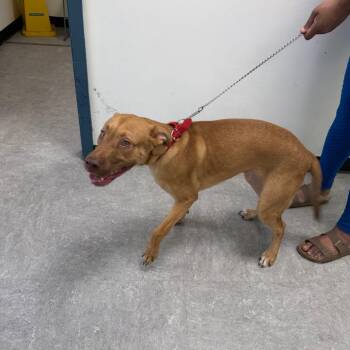 Dude -  Pit Bull Terrier Dog for Adoption in Philadelphia, Pennsylvania - Dude | PetCurious