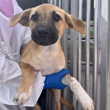 Bonnie -  Shepherd and Mixed Breed Dog for Adoption in Edinburg, Texas - Bonnie | PetCurious