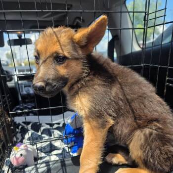 Blue Star OS AZ -  German Shepherd Dog Dog for Adoption in Las Vegas, Nevada - Blue Star OS AZ | PetCurious