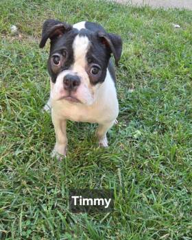 Timmy -  Boston Terrier and French Bulldog Dog for Adoption in Wever, Iowa - Timmy | PetCurious