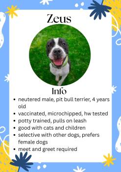 Mixed Breed Dogs Available for Adoption in Greensburg, Indiana - Zeus | PetCurious