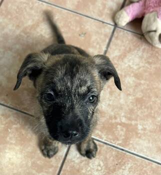 Terrier Dogs Available for Adoption - Atlas | PetCurious