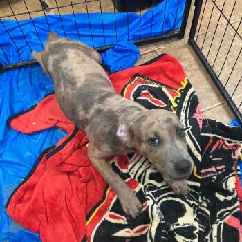 Labrador Retriever Dogs Available for Adoption in Madill, Oklahoma - Bonnie | PetCurious