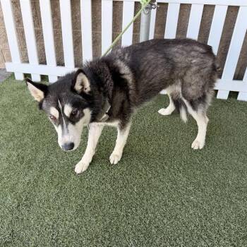 Siberian Husky Dogs Available for Adoption in Modesto, California - NEEZA | PetCurious