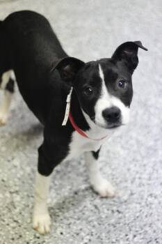 Rescue Terrier Dogs for Adoption in Manchester, New Hampshire - Posie In NH! Come Meet Our Adoptable Dogs Wednesday-Saturday. Mo | PetCurious